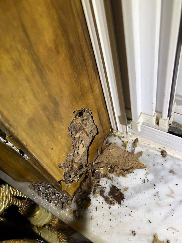 滅白蟻現(xiàn)場(chǎng)(圖3)